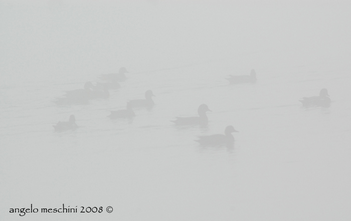 fischioni nella nebbia